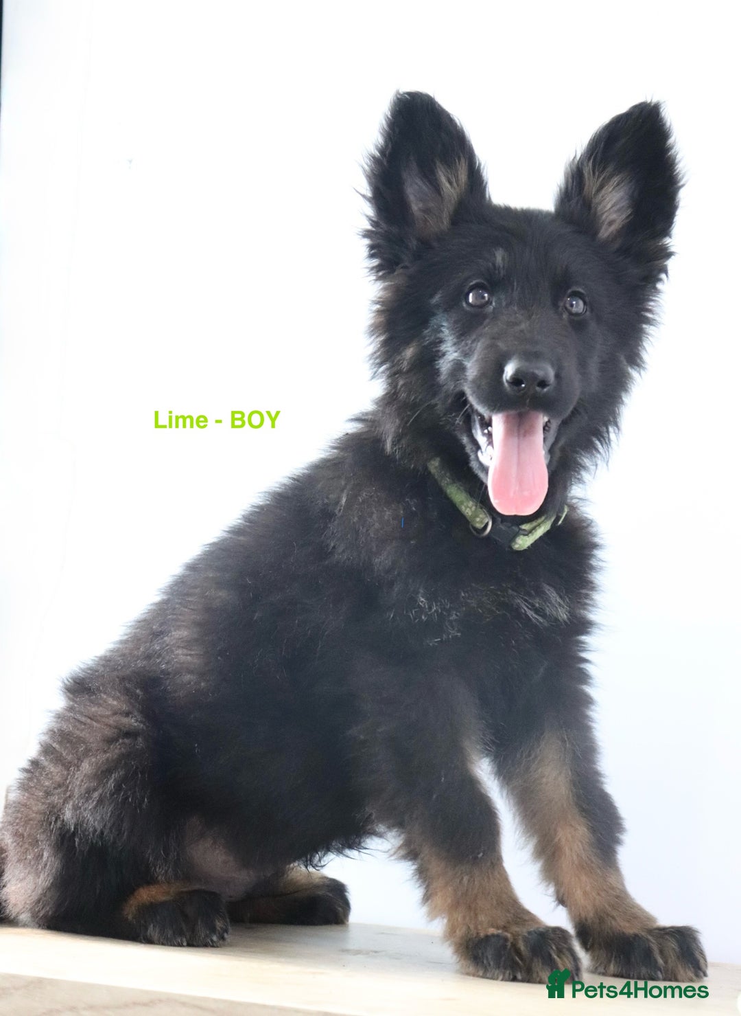 German Shepherd dogs for sale: German Shepherd puppies - Image 8