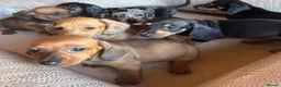 Miniature Dachshund dogs for sale: Miniature dachshunds - Advert 20
