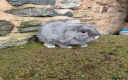 Mini Lop rabbits for sale: Lilac self buck chocolate harli female mini lops  - Advert 11