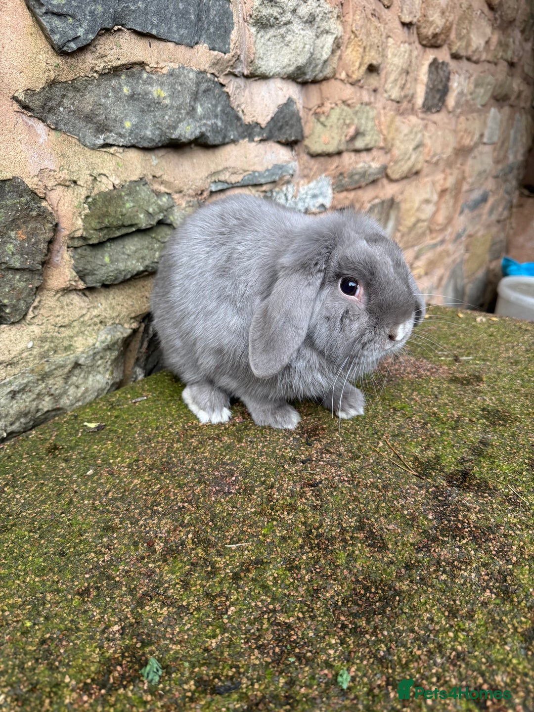 Mini Lop rabbits for sale: Lilac self buck chocolate harli female mini lops  - Advert 11