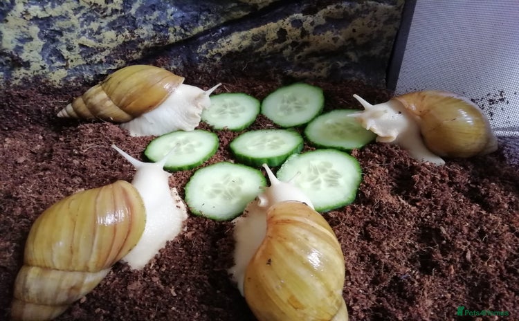 Slugs invertebrates - Advert 1