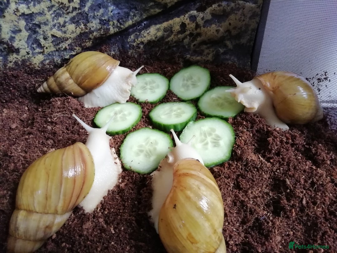 Slugs invertebrates for sale: Albino Achatina Fulica - Image 1