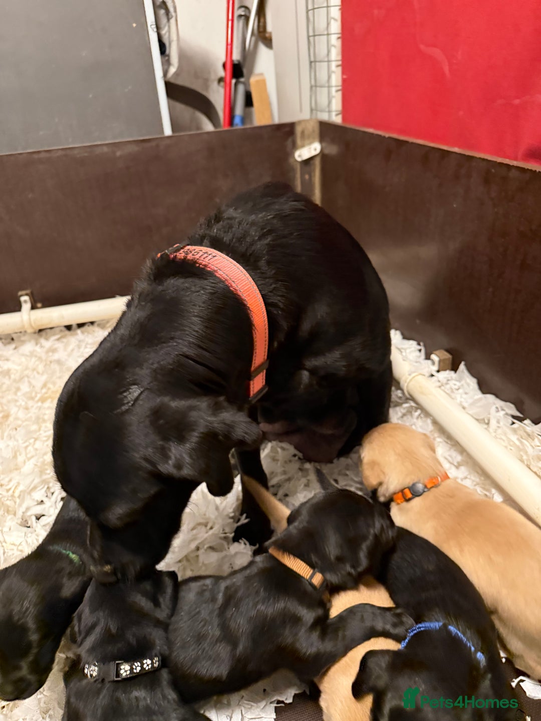 Labrador Retriever dogs for sale: LABRADOR PUPPIES FULL PEDIGREE K. C REG. - Advert 3