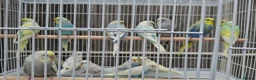 Mixed Breed birds for sale: Budgies for sale  - Advert 20