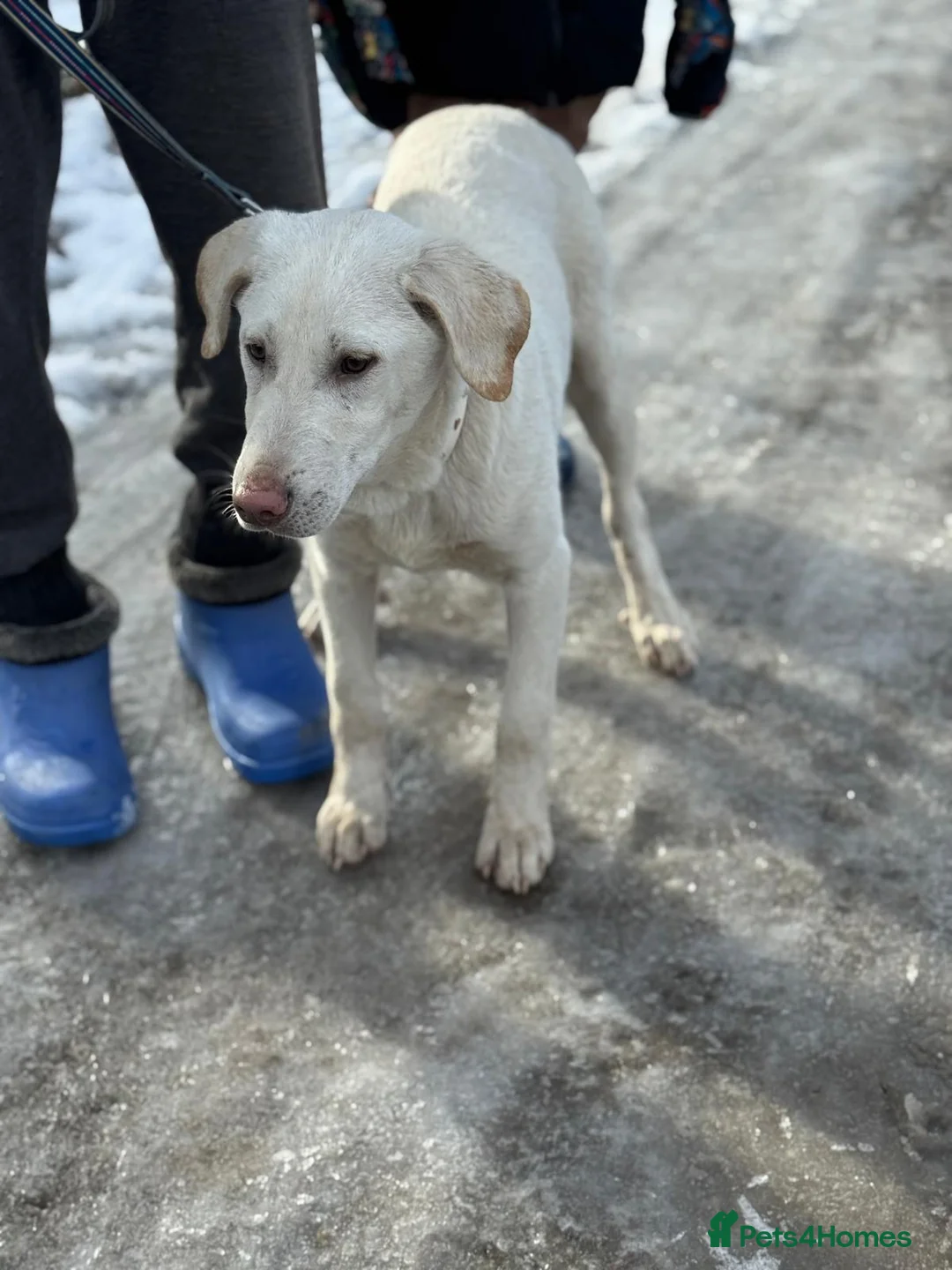Mixed Breed dogs for adoption: 🐾 JACK – Gentle Soul with the Sweetest Eyes - Advert 32