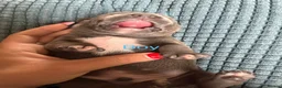 Staffordshire Bull Terrier dogs for sale: Beautiful KC Staffordshire Bull Terrier Puppies ❤️ - Advert 13