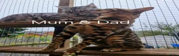 Bengal cats for sale: TICA Genetic Health Tested Snow Silver Kittens - Advert 13