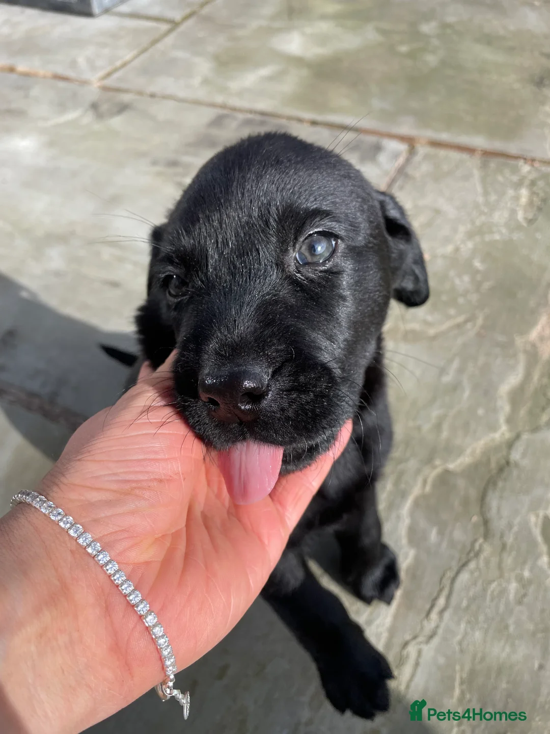 Labrador Retriever dogs for sale: Labrador puppies - Advert 3