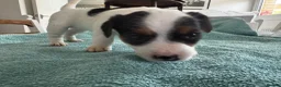 Jack Russell dogs for sale: 1 lovely little girl Jack russell  - Advert 4