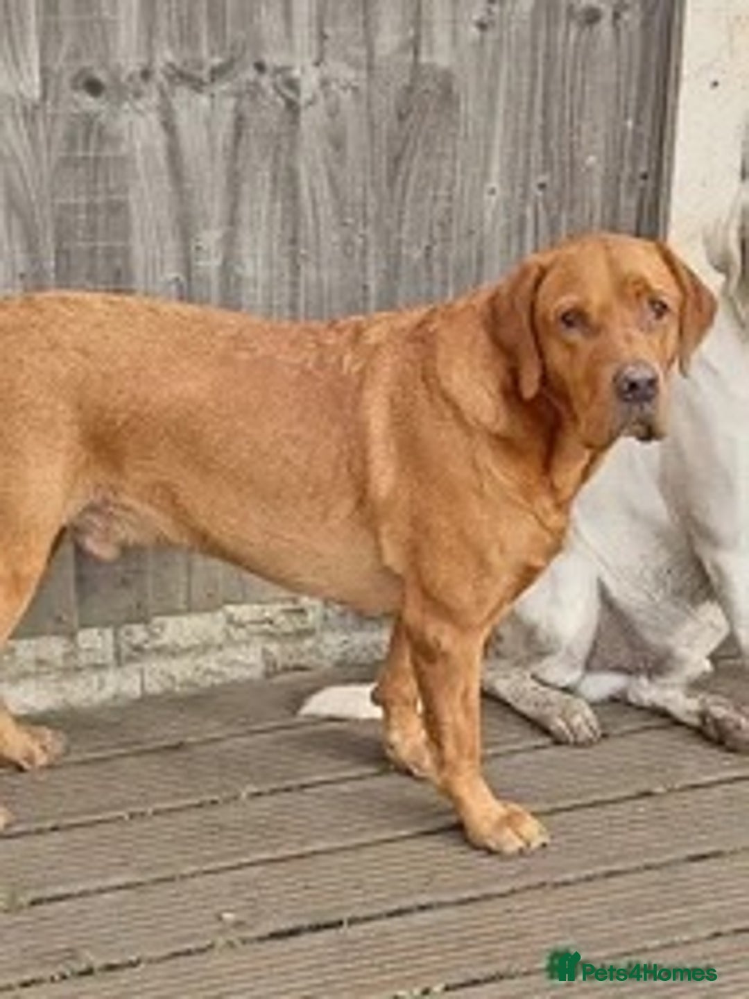 Labrador Retriever dogs for sale: A large Labrador  - Advert 3