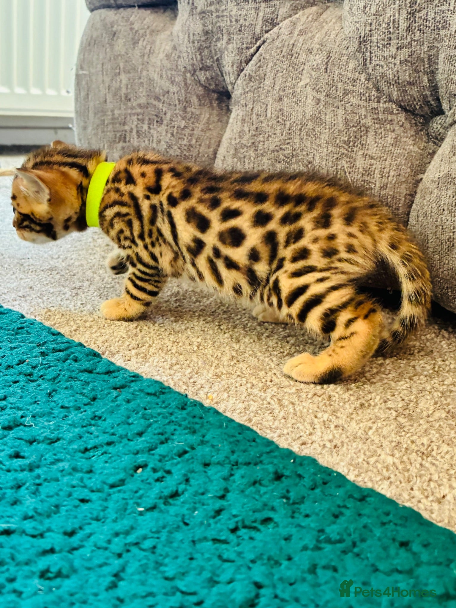 Bengal cats Amazing Bengal Kittens for sale  - Advert 1