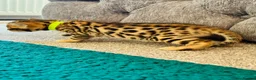 Bengal cats for sale: Amazing Bengal Kittens for sale  - Advert 21