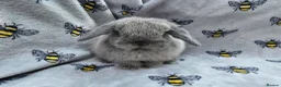 Mini Lop rabbits for sale: **wait list open** Beautiful mini lops - Advert 3
