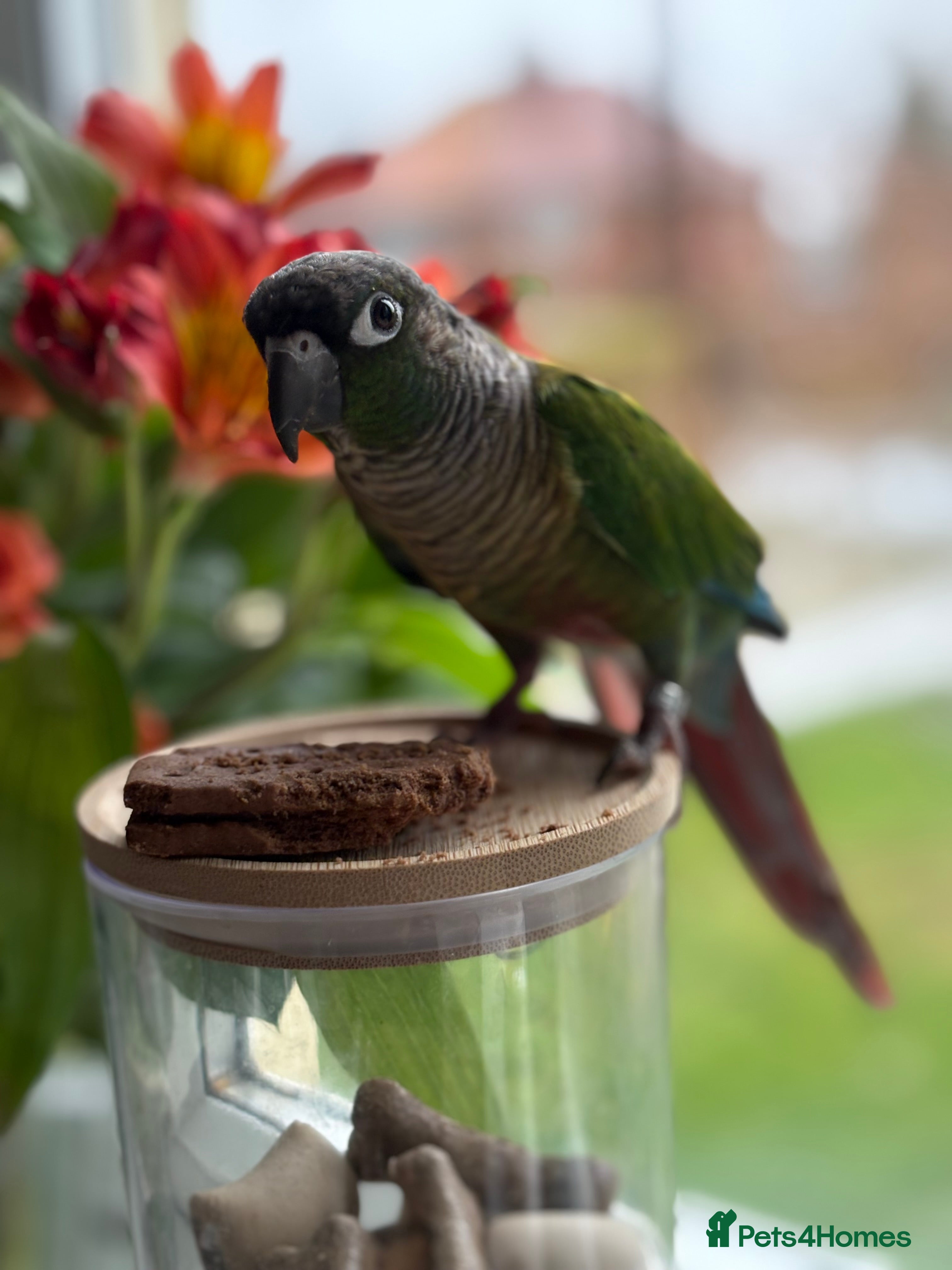 Conures birds Green cheek conure - Advert 1