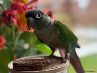 Conures birds Green cheek conure - Advert 1