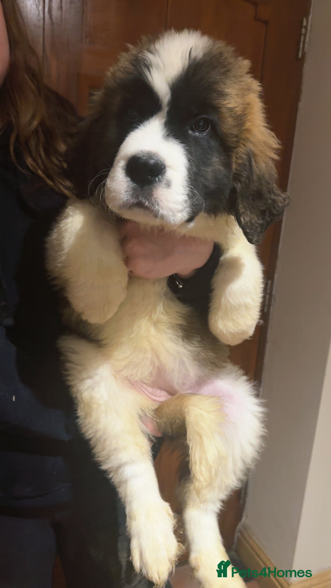 Saint Bernard dogs for sale: Gorgeous Saint Bernard puppies for sale - Advert 6
