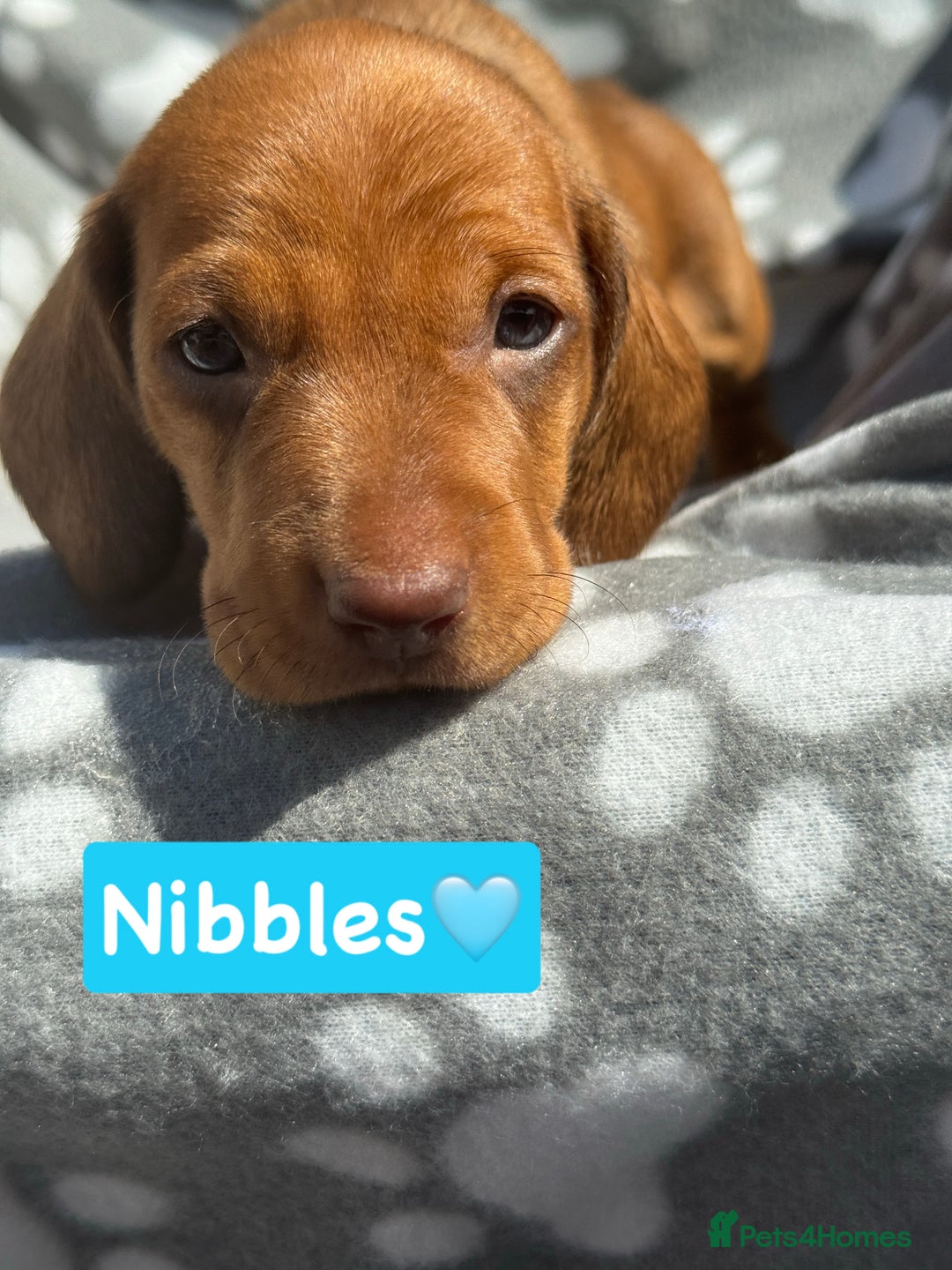 Miniature Dachshund dogs for sale: Miniature dachshund  - Image 12