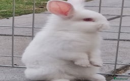 Mini Lop rabbits for sale: Mini lops looking for their forever homes - Image 3
