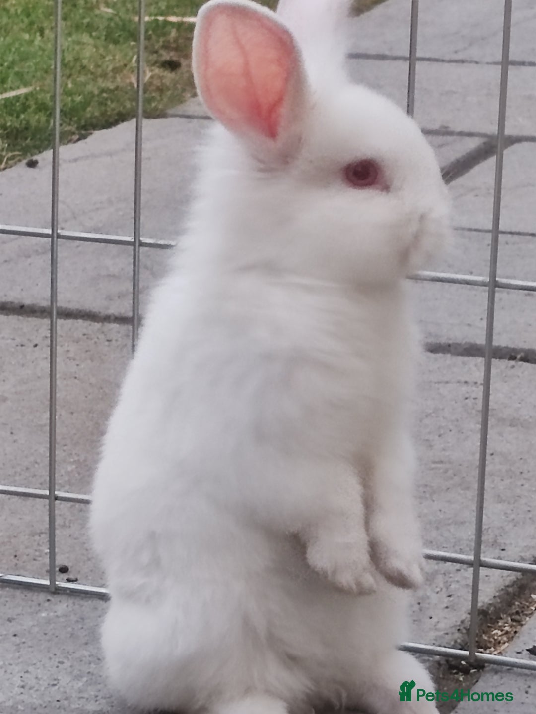 Mini Lop rabbits for sale: Mini lops looking for their forever homes - Image 3