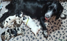 Sprocker dogs for sale: STRIKING SPROCKER SPANIEL PUPPIES  - Image 33