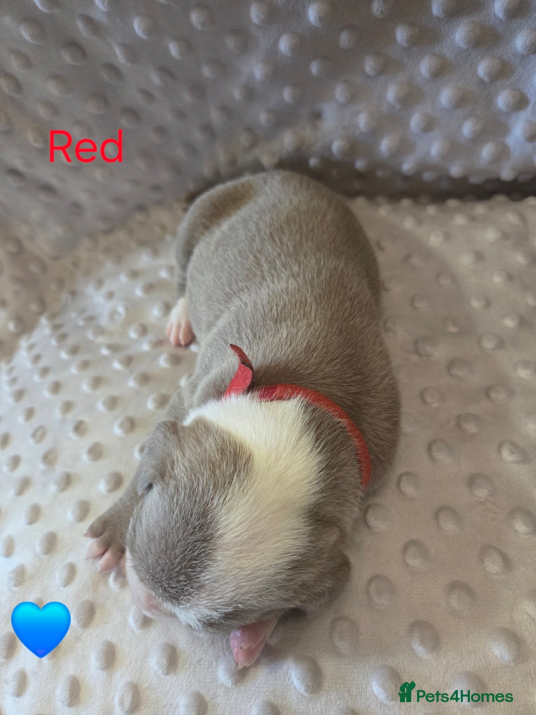 Mixed Breed dogs for sale: Old english bulldross cross american bulldog 😍❤️  - Advert 8