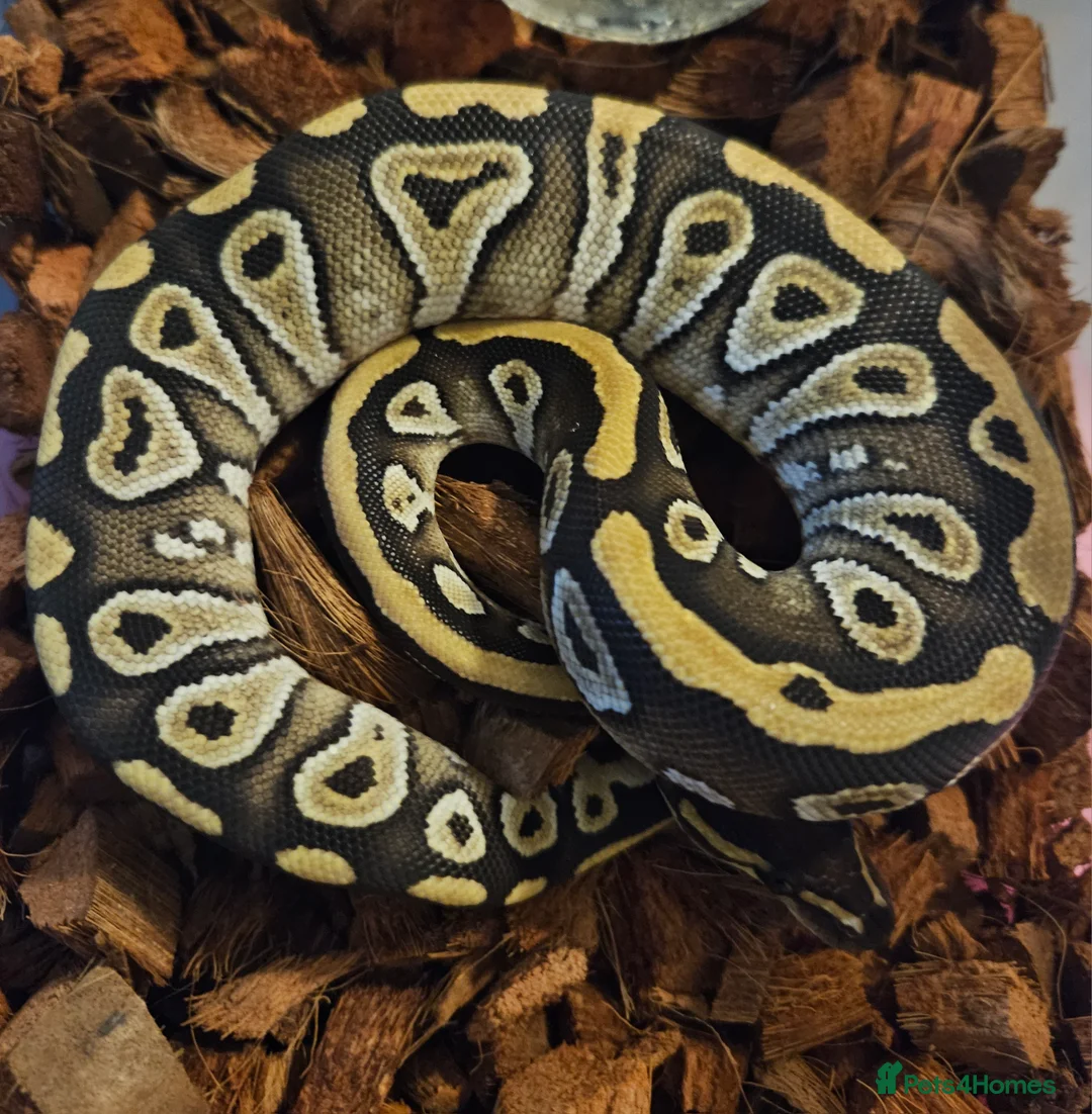 Python Snake reptiles for sale: CB25 Royal python hatchlings - Advert 6