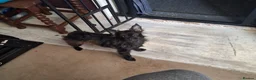 Mixed Breed dogs for sale: Pom cross Pug in Ipswich - Advert 3