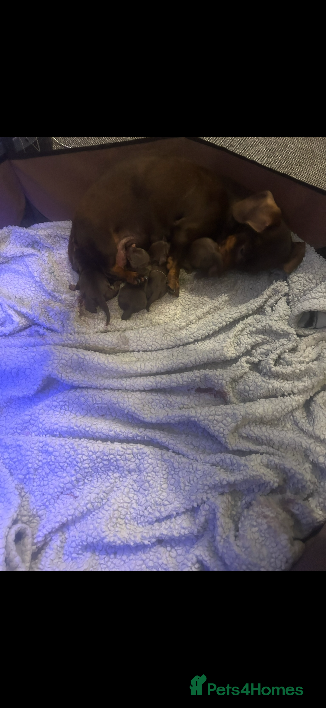 Miniature Dachshund dogs for sale: Gorgeous mini dachshund chocolate puppies - Advert 2