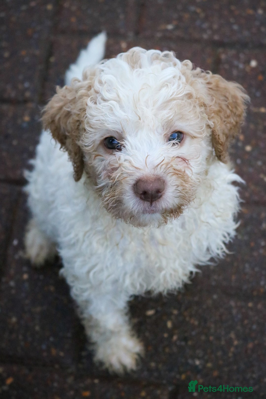 Lagotto Romagnolo dogs for sale: *READY NOW*10 WKS OLD* KC Reg Full Health Tested - Advert 21