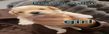 Brown collar
