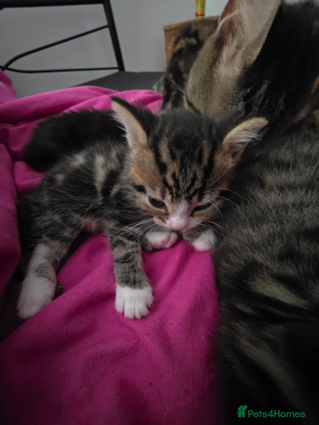 Mixed Breed cats for sale: Tabby mix kittens - Image 5