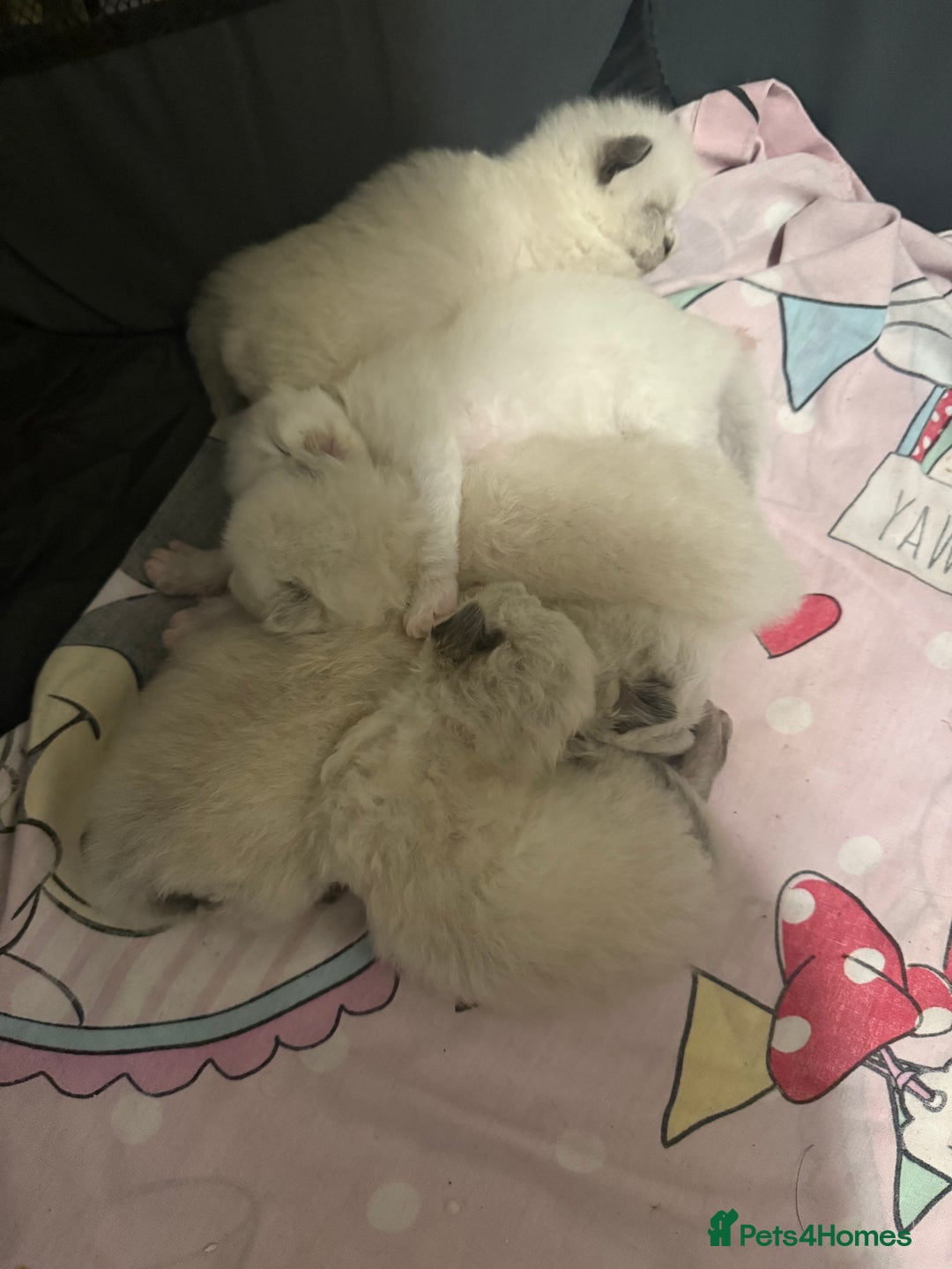 Ragdoll cats for sale: 5 beautiful ragdoll kittens - Advert 2