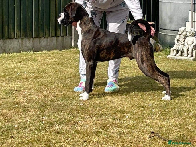 Gallery Image {{count}}