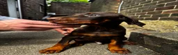 Dobermann dogs for sale: Gorgeous Doberman litter - Advert 7