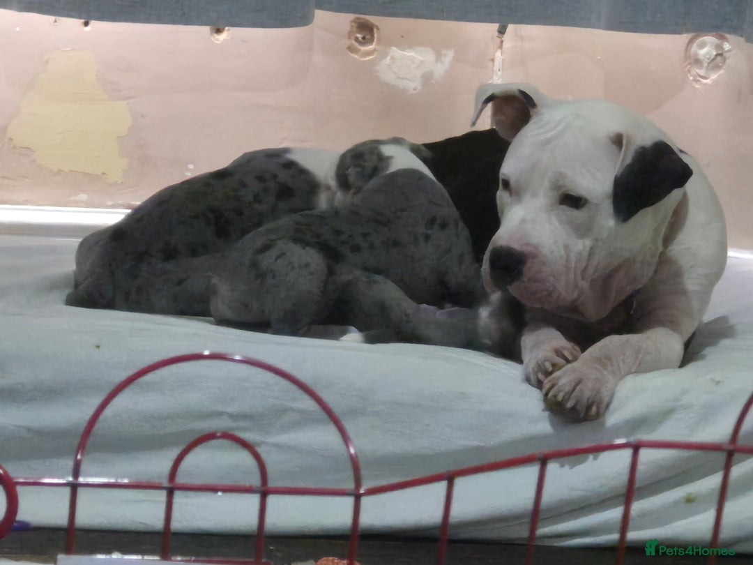 Mixed Breed dogs for sale: Blue merle boy amercian bully x - Advert 2