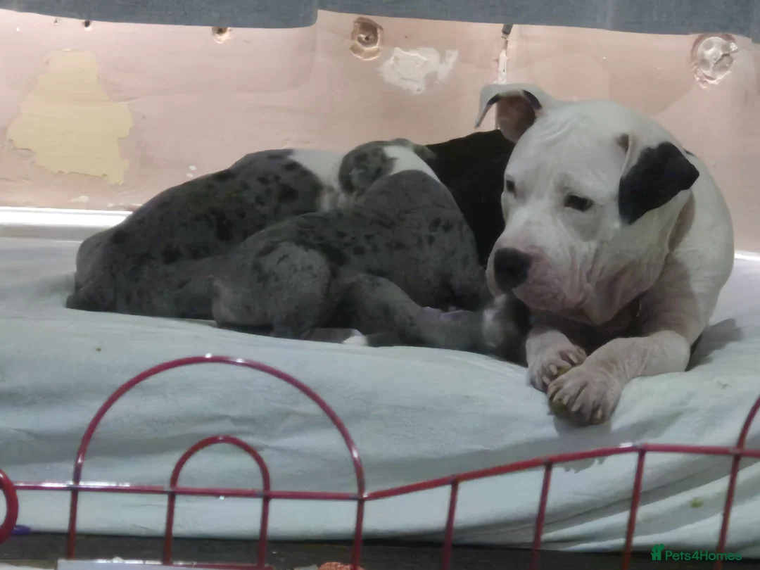 Mixed Breed dogs for sale: Blue merle boy amercian bully x - Advert 2