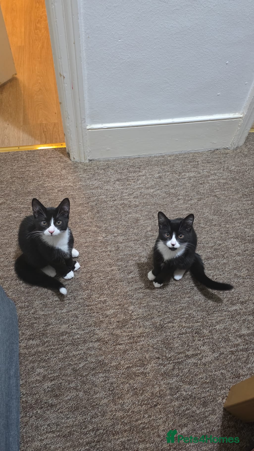 Domestic Shorthair cats Two domestic shorthair kittens, 5 months old. - Advert 1