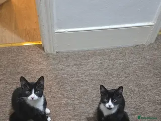 Domestic Shorthair cats Two domestic shorthair kittens, 5 months old. - Advert 7