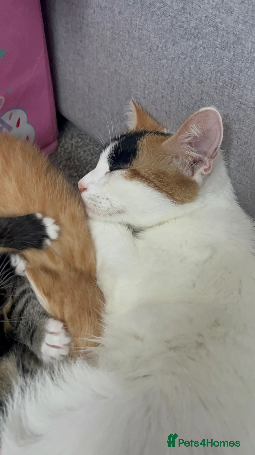 Domestic Shorthair cats for sale: Kitten for sale - Advert 2