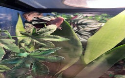 Gecko reptiles for sale: 2 baby crested geckos - Image 5