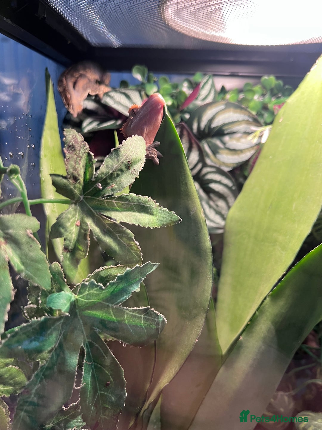 Gecko reptiles for sale: 2 baby crested geckos - Image 5