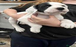 Mixed Breed dogs for sale: long haired Boxapoints - Image 26
