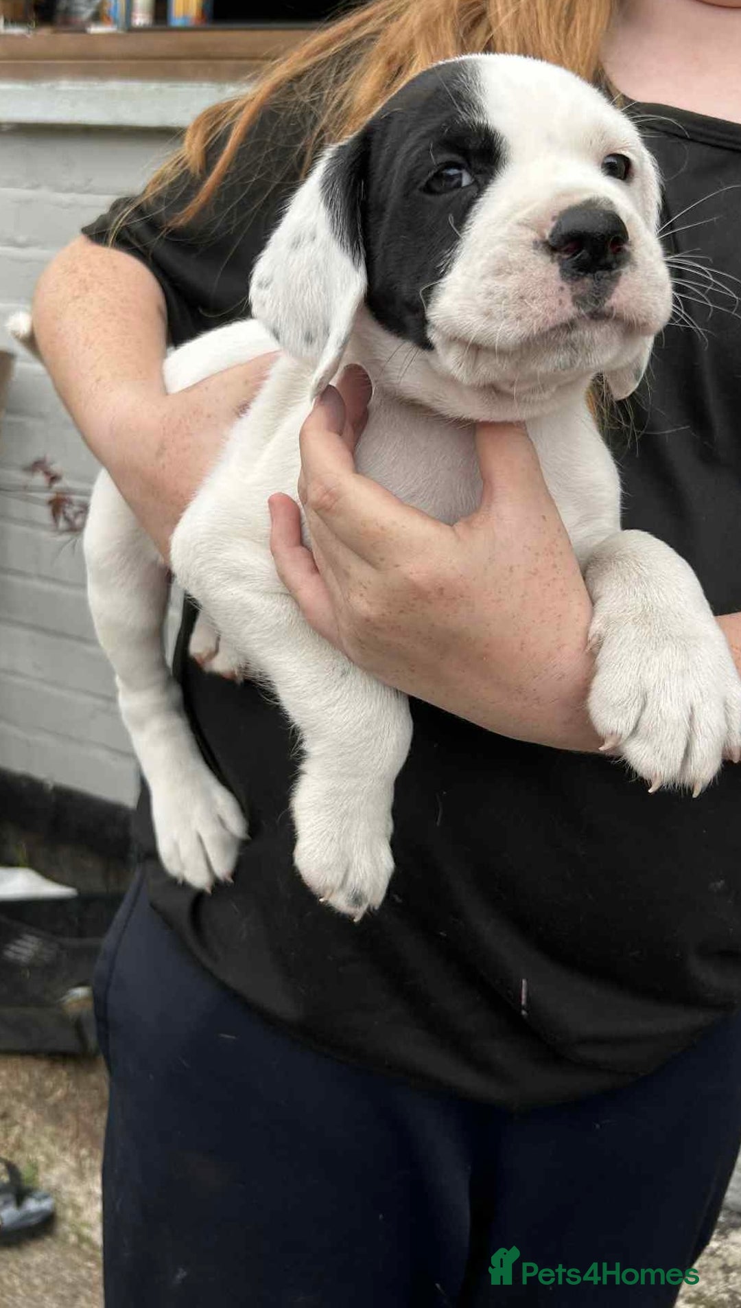 Mixed Breed dogs for sale: long haired Boxapoints - Image 26
