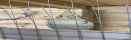Cockatiels birds for sale: Cockatiels Male and Female - Advert 5