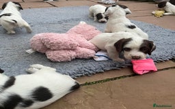English Springer Spaniel dogs for sale: Oustanding DNA KC working Springer Spaniel pups - Image 15
