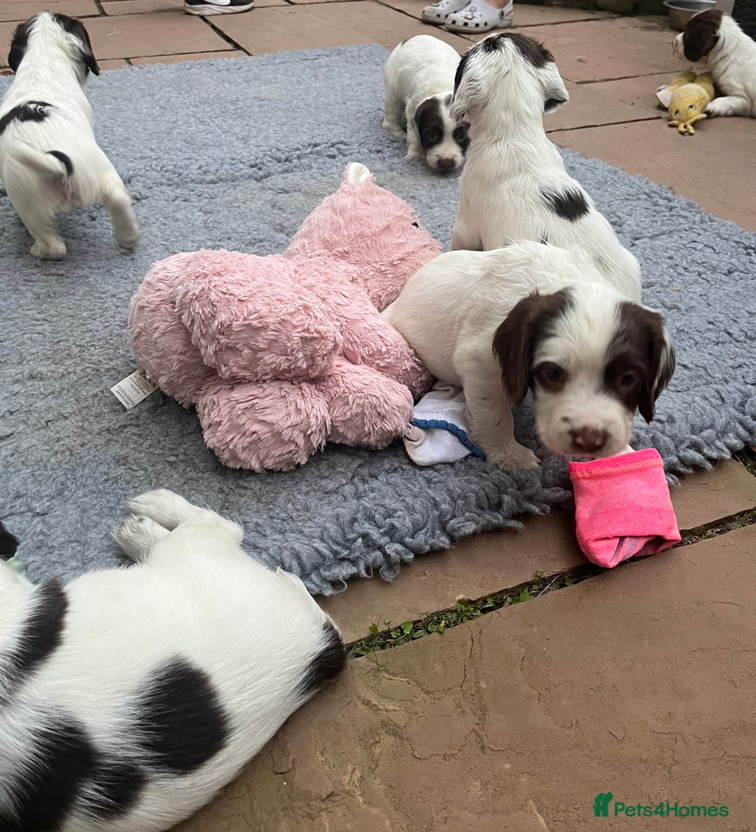 English Springer Spaniel dogs for sale: Oustanding DNA KC working Springer Spaniel pups - Image 15