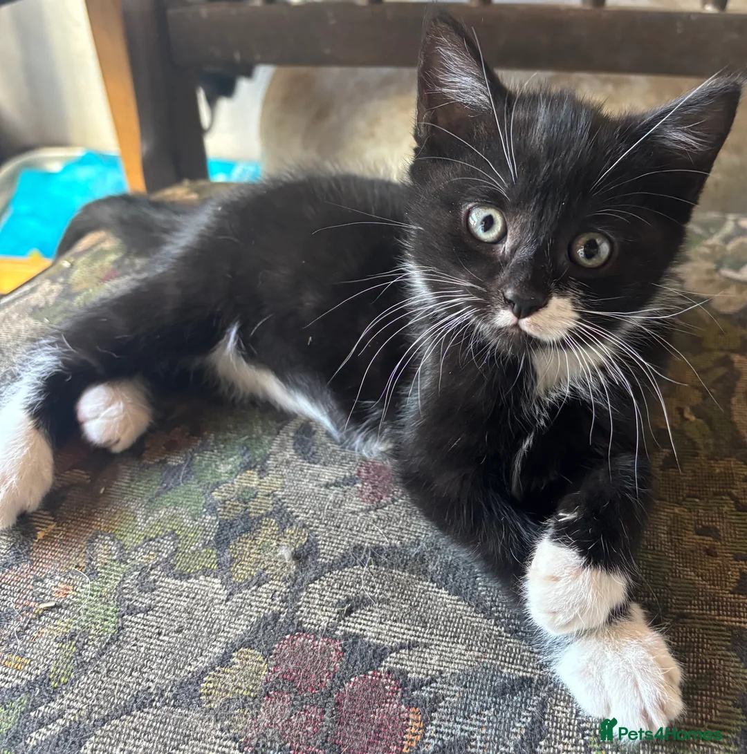 Mixed Breed cats for sale: Adorable kittens  - Advert 11