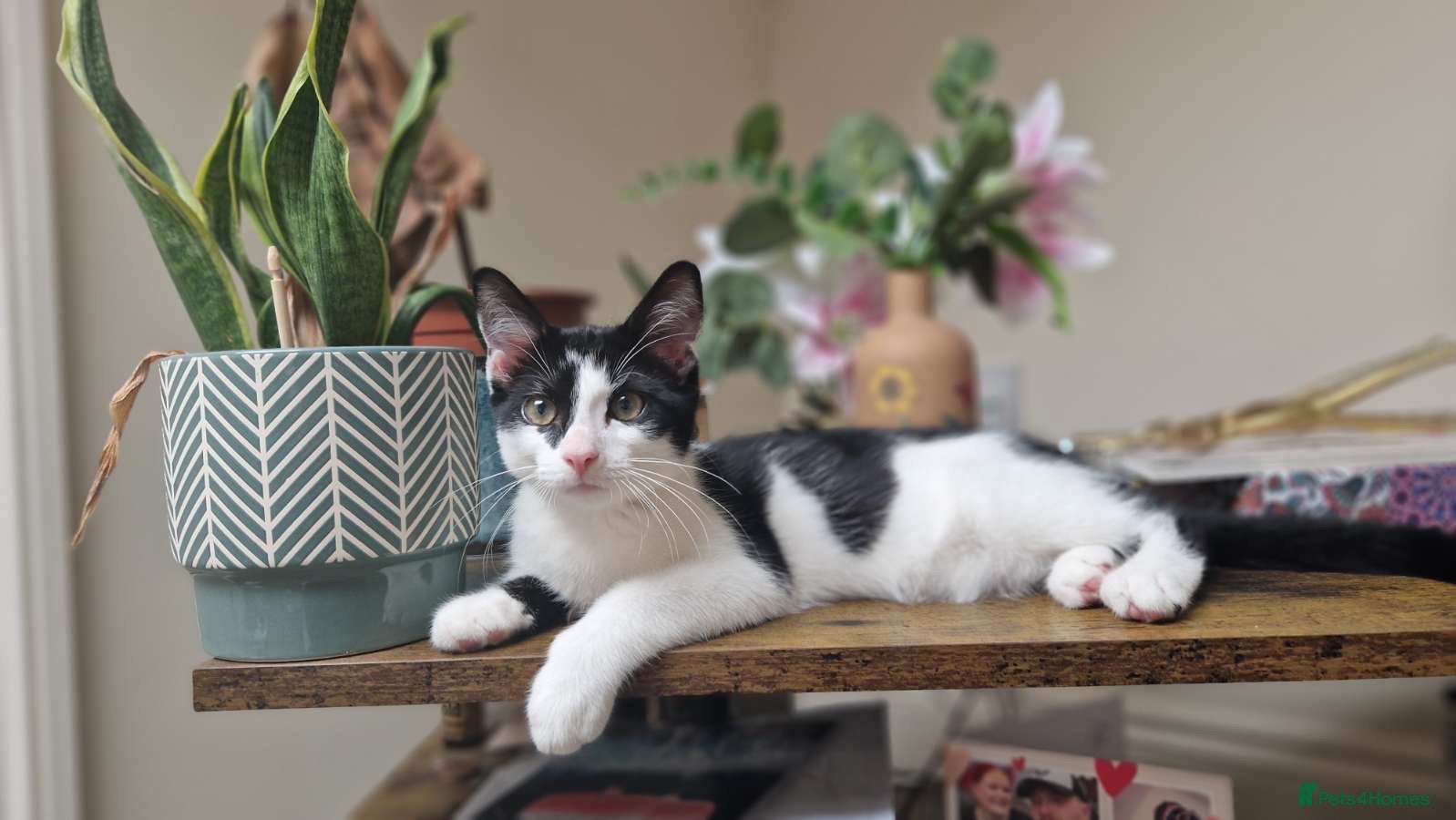 Mixed Breed cats 19 weeks male kitten - Advert 3