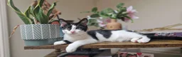 Mixed Breed cats for sale: 19 weeks male kitten - Advert 1