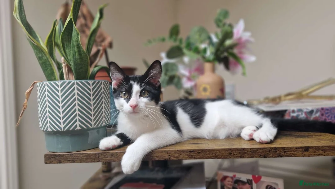 Mixed Breed cats for sale: 19 weeks male kitten - Advert 1